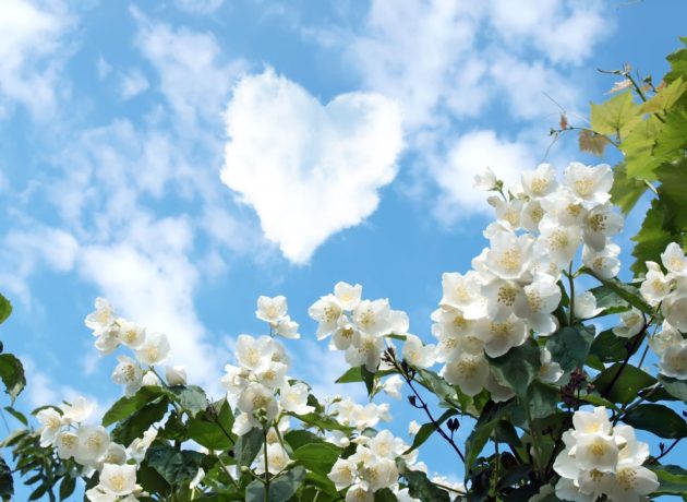cloud in the shape of a heart and a blooming jasmine